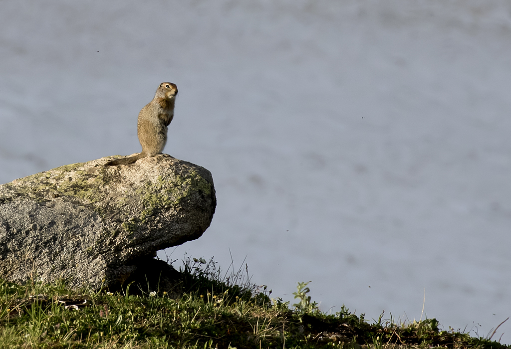 Arctic Ground Squirrel ( Arktisk sisal ) Spermophilus parryii -GS1A5210.jpg