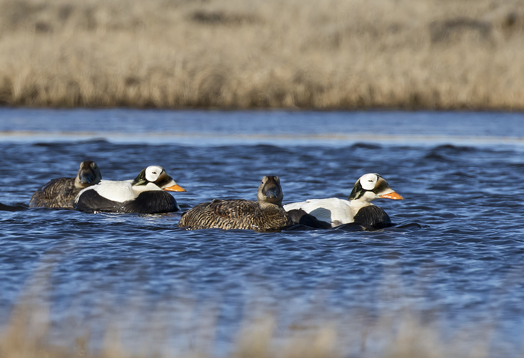 Spectacled Eider ( Glasgonejder ) Somateria fischeri - GS1A0779.jpg