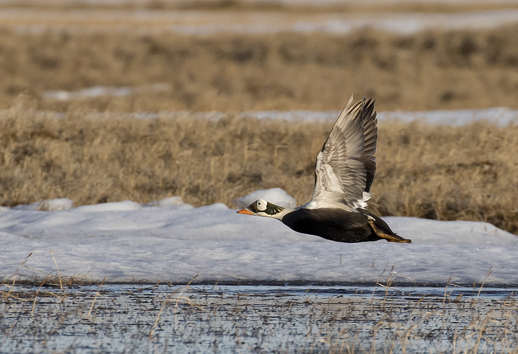 Spectacled Eider ( Glasgonejder ) Somateria fischeri  - GS1A0974.jpg