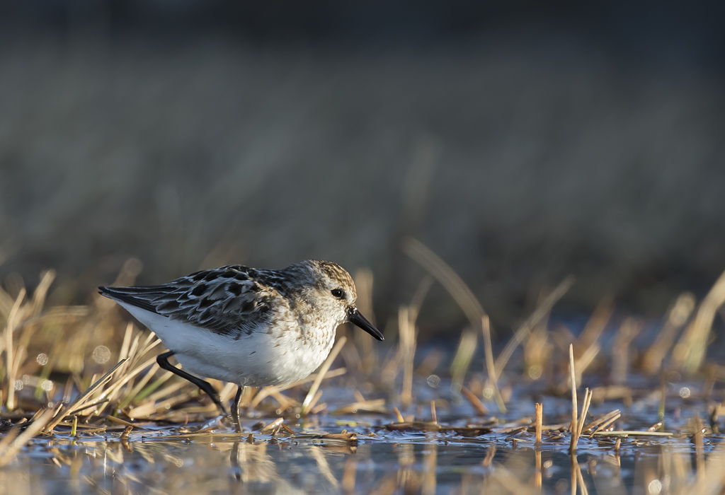 Semipalmated Sandpiper ( Sandsnppa ) Calidris pusilla - GS1A1123.jpg