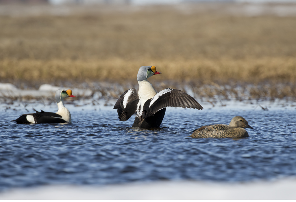 King Eider ( Praktejder ) Somateria spectabilis - GS1A7119.jpg