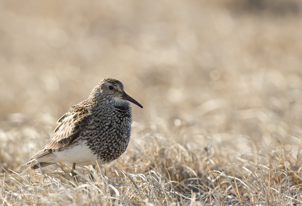 Pectoral Sandpiper ( Tuvsnppa ) Calidris melanotos - GS1A9001.jpg