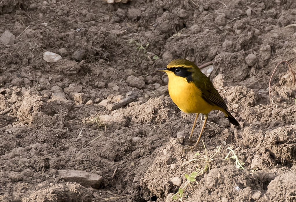 Golden Bush-Robin ( Guldnktergal ) Tarsiger chrysaeus - GS1A1216