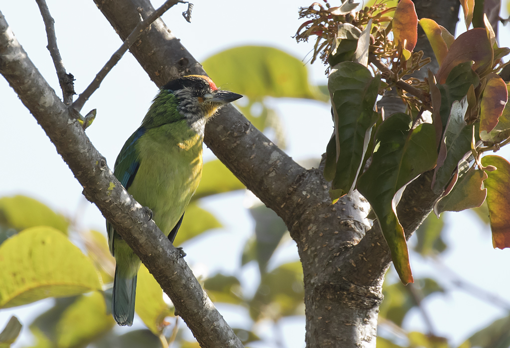 Golden-throated Barbet - GS1A1375.jpg