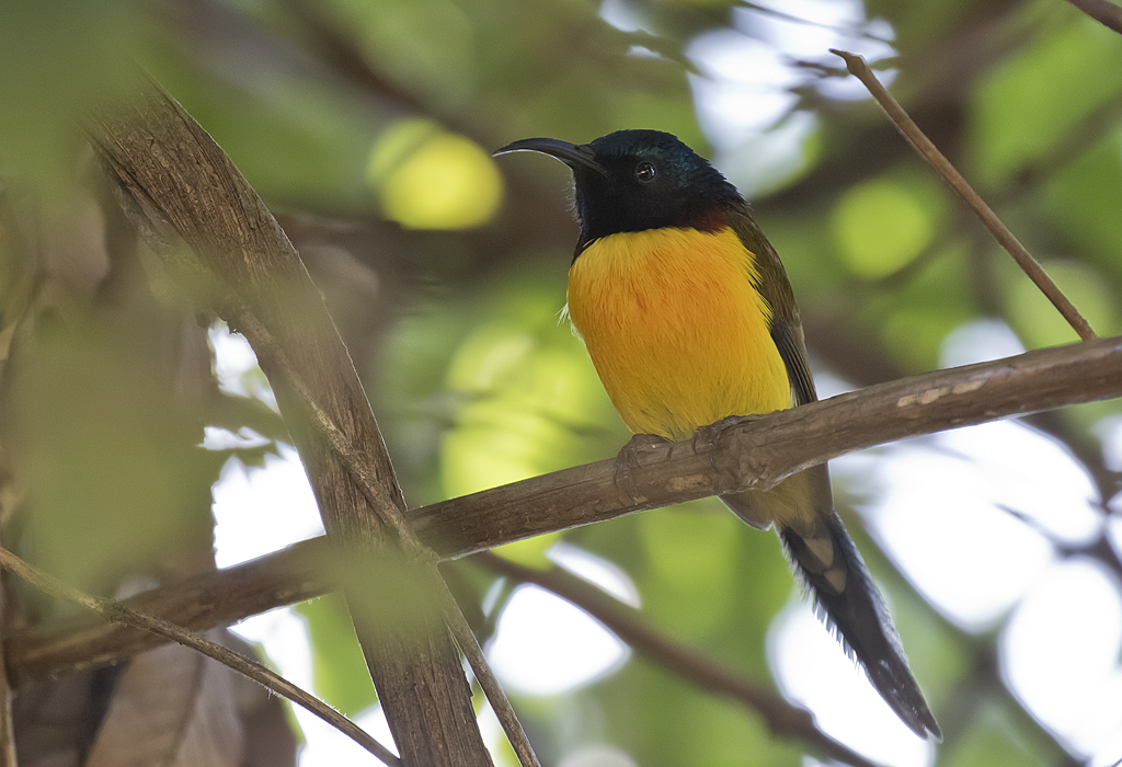 Green-tailed Sunbird - GS1A1764.jpg