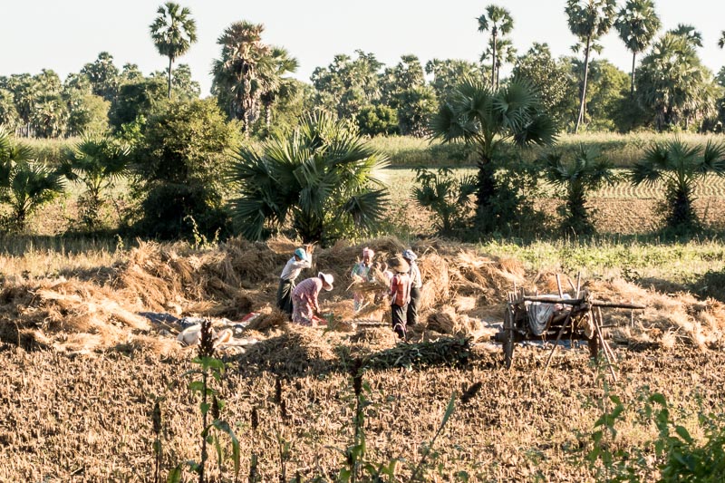 Threshing Rice