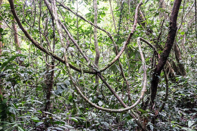 Vines in the Rainforest