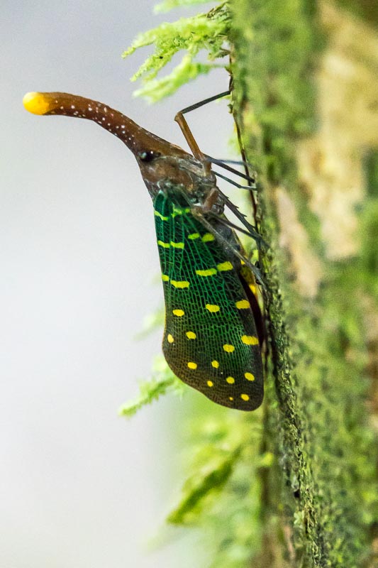 Chinese Lantern Bug