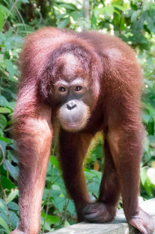 Bornean Orangutan