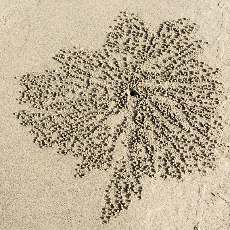 Crab Art