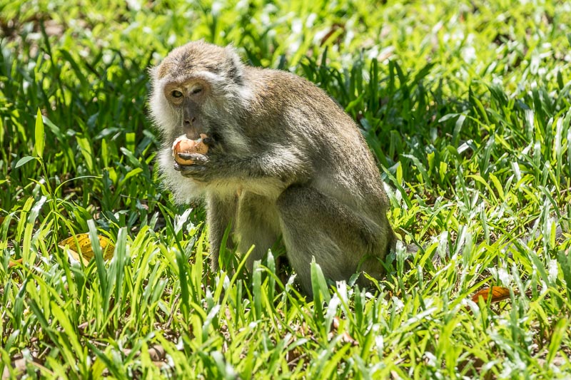 Macaque