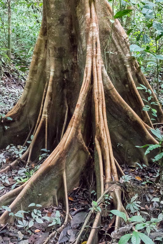 Tree Trunk
