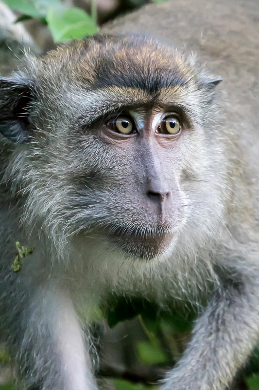 Macaque