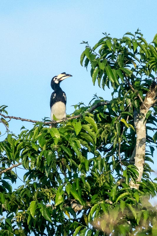 Oriental Pied Hornbill
