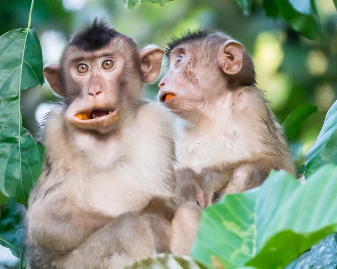 Young Bornean Gibbons