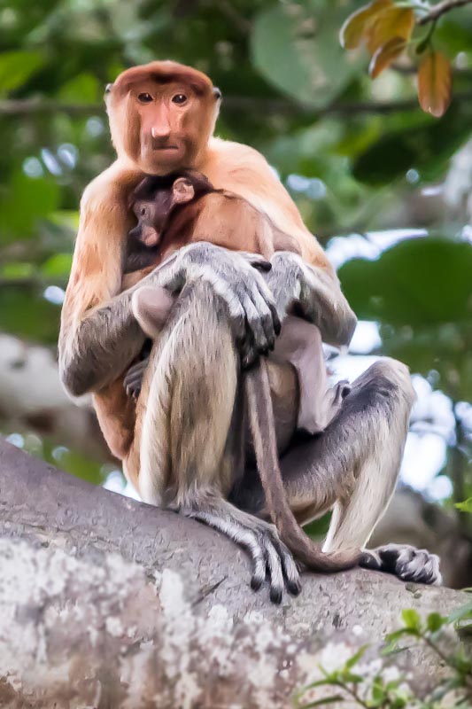 Mother and baby Proboscis Monkey