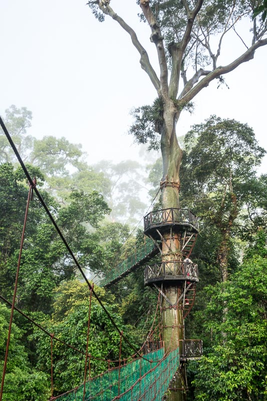 Canopy Walk