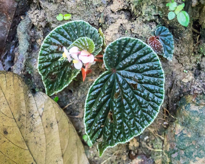Wild Begonia