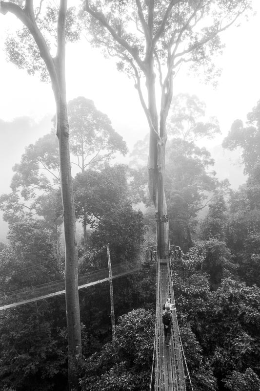 Canopy Walk on a Misty Morning