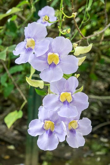 Morning Glories