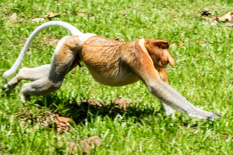 Proboscis Monkey Running