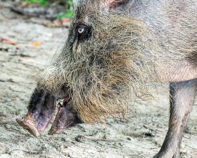 Bearded Pig