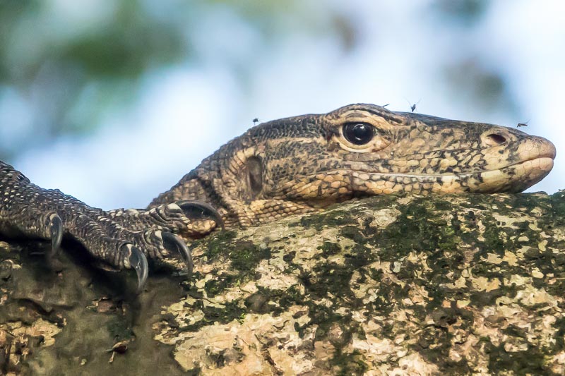 Malay Water Monitor Lizard with Three Mosquitos