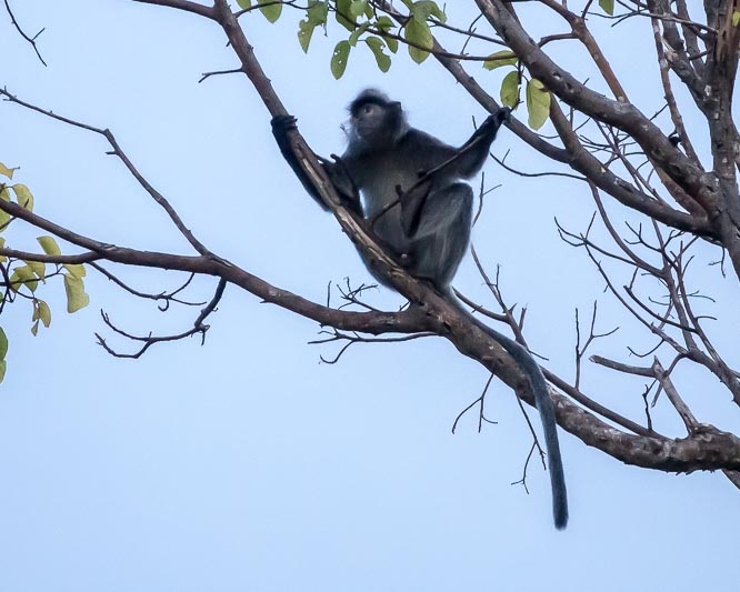 Silver Tipped Langur