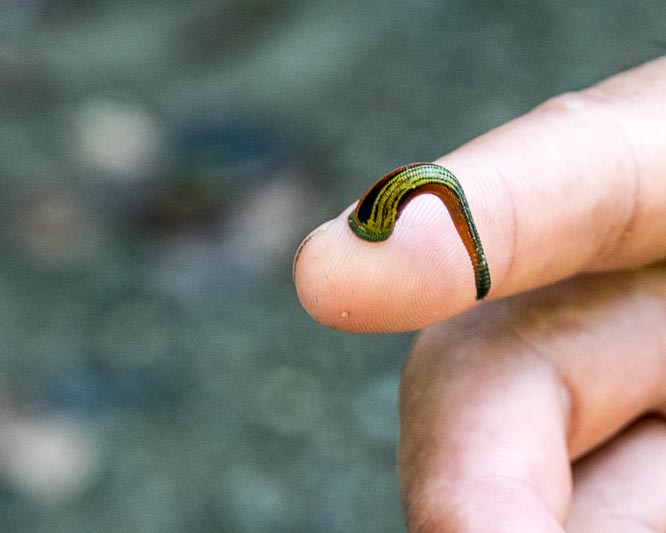 Tiger Leech