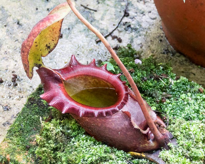 Pitcher Plant