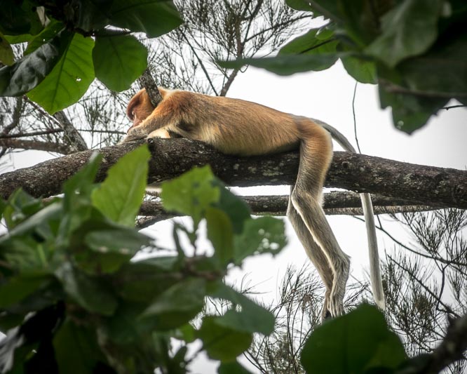 Proboscis Monkey Taking a Nap