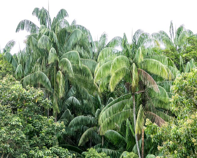 Palm Trees