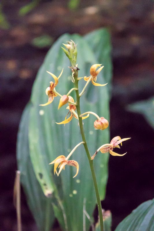 Orchids