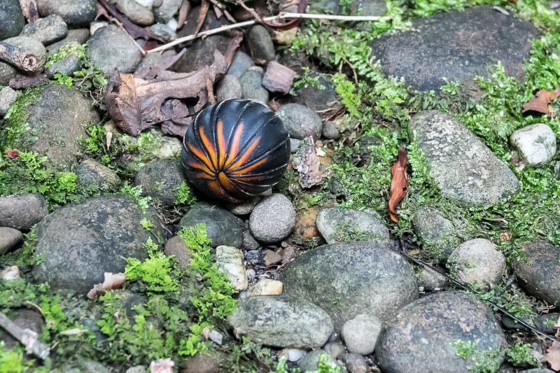Frightened Millipede