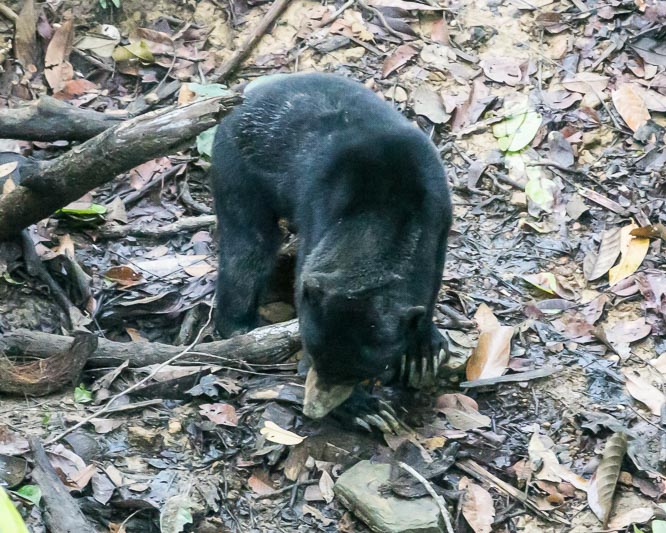 Bornean Sun Bear