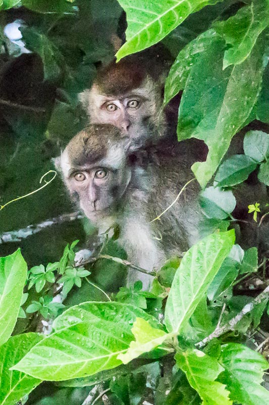 Young Macaques