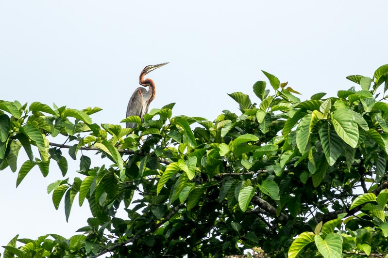 Purple Heron