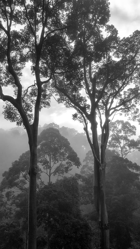 View from the Canopy Walk