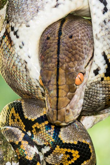 Head of a Reticulated Python
