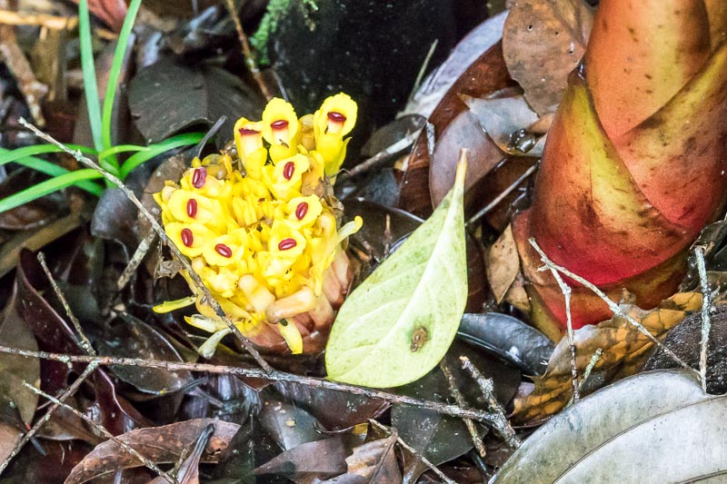 Ginger Buds