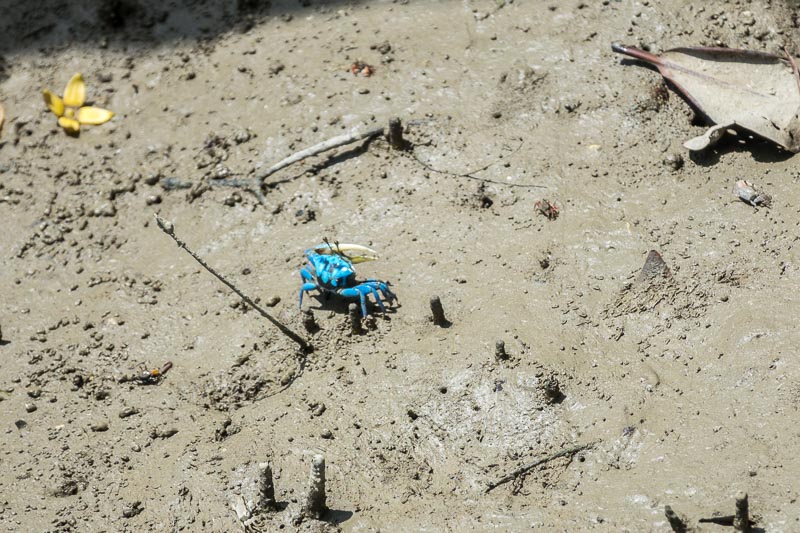 Iridescent-blue Fiddler Crab