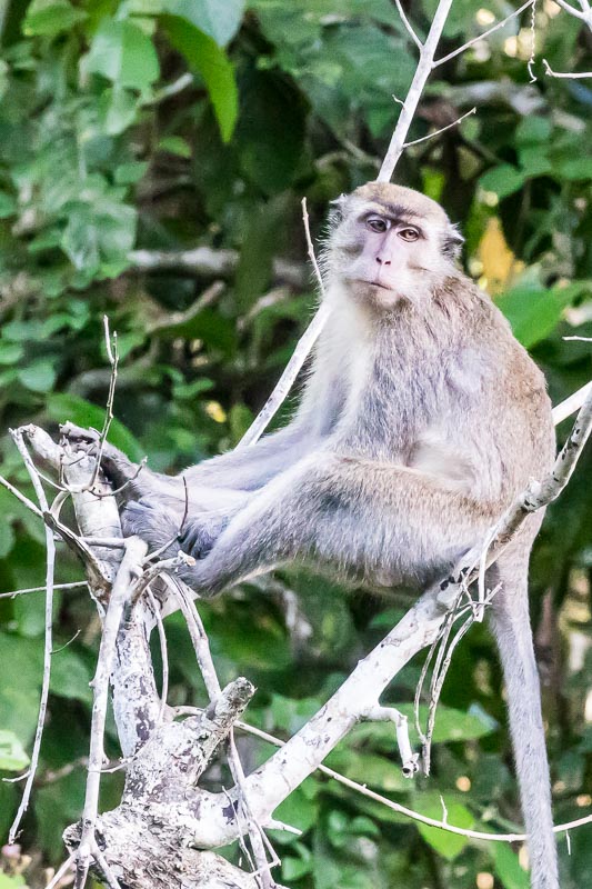 Macaque