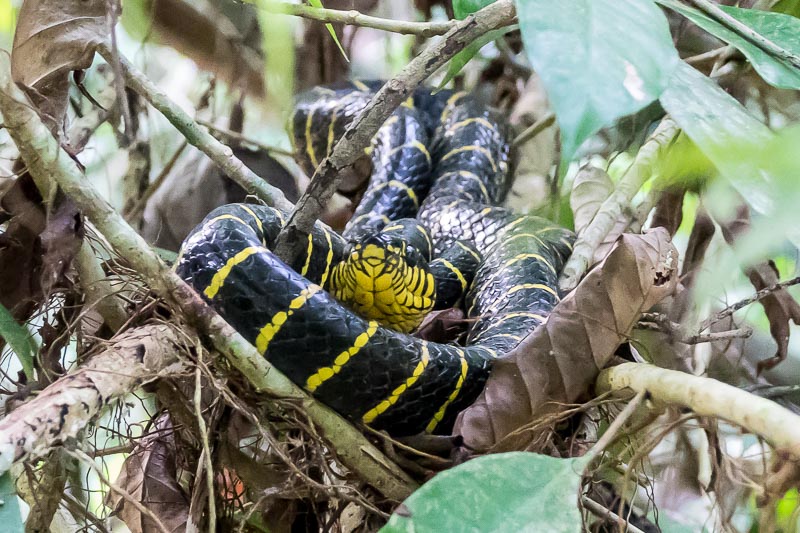 Yellow-ringed Cat Snake