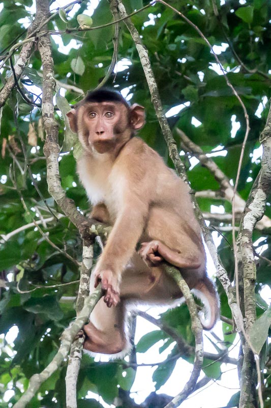 Bornean Gibbon