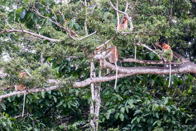 Proboscis Monkey Hotel