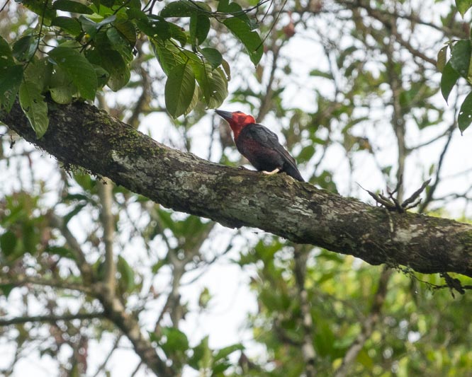 Bornean Bristlehead