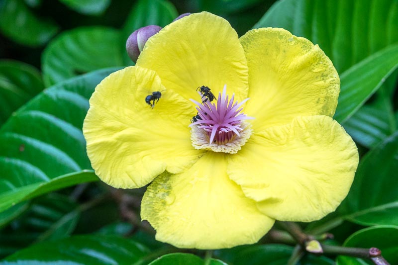 Bees on an Allamanda Flower