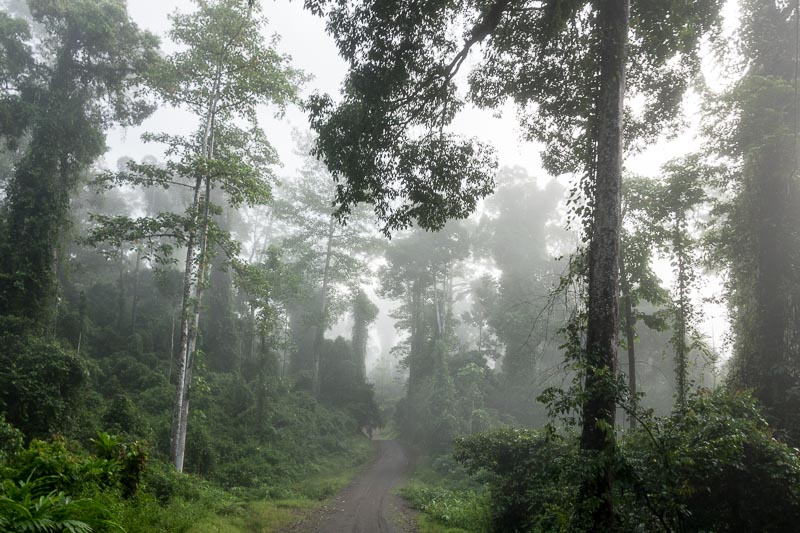 Into the Morning Mist