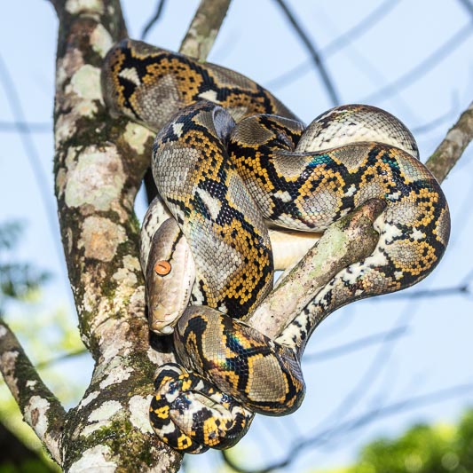 Reticulated Python