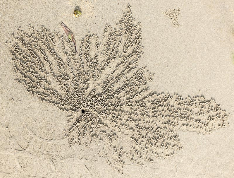 Crab Art
